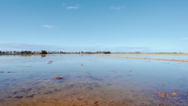 Campo de arroz paddy em Ebro delta, Espanha. Reflexão da água do céu laranja e teal — Vídeo de Stock