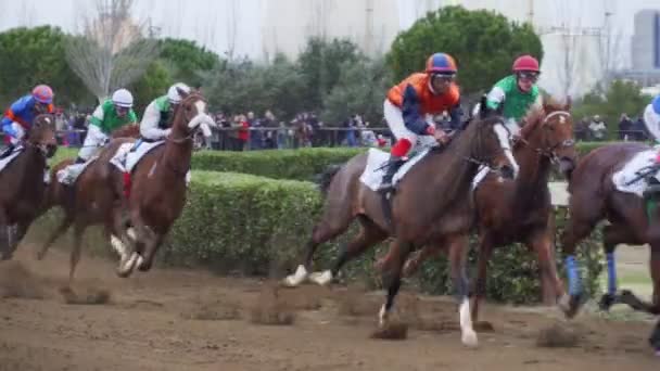 Καλπάζοντας Thoroughbred άλογα σε Cos de Sant Antoni αγώνες. Αργή κίνηση — Αρχείο Βίντεο