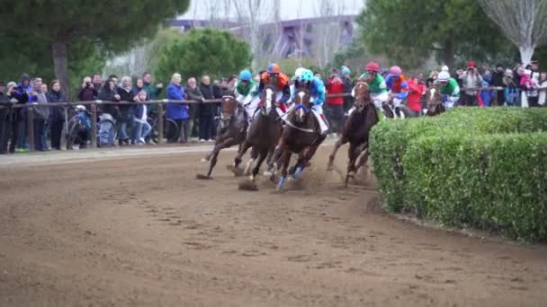 Galloping Thoroughbred horses in Cos de Sant Antoni racing competition. Slow motion — Wideo stockowe