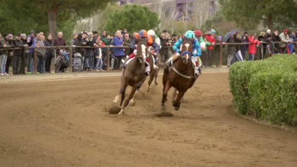 Καλπάζοντας Thoroughbred άλογα σε Cos de Sant Antoni αγώνες. Αργή κίνηση — Αρχείο Βίντεο