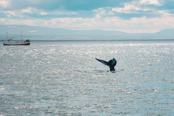 Eco-tourisme et éco-friendly Eco-friendly whale watching Tour en Islande — Photo