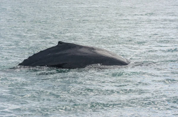 Rorqual à bosse Plongée avec un fjord sur le fond — Photo