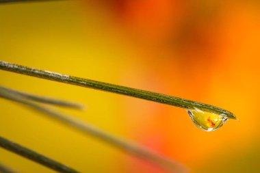 Yaprak ile renkli arka plan üzerinde bir su damlası