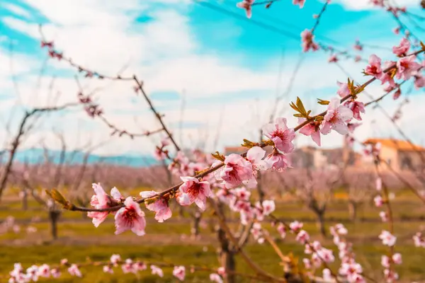Blossoming peach tree in spring in Catalonia