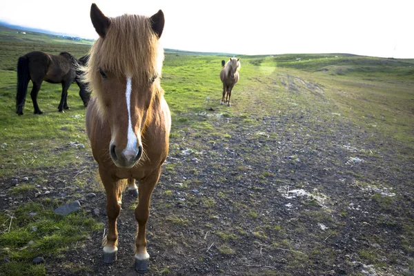 Cavallo islandese che fissa. Il cavallo islandese è endemico della regione dell'Islanda . — Foto Stock