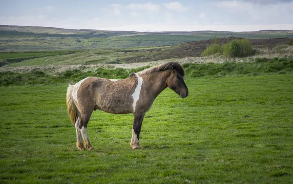 Islandpferd starrt. Islandpferd ist in der Region Island endemisch. — Stockfoto