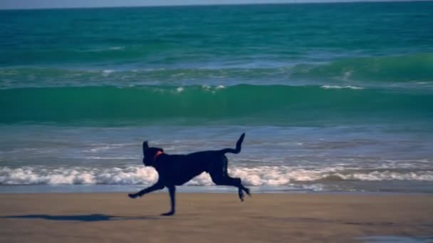 Perro corriendo por la playa en cámara lenta, España — Vídeos de Stock