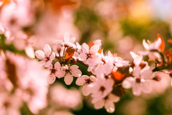 stock image Blossoming japanese cherry or sakura pink flower