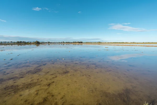 Campo di risaie nel delta dell'Ebro, Spagna. Blu cielo riflesso acqua — Foto Stock