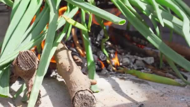 Nahaufnahme einiger Calcots, süßer Zwiebeln, die typisch für Katalonien sind und im Grill gegrillt werden — Stockvideo