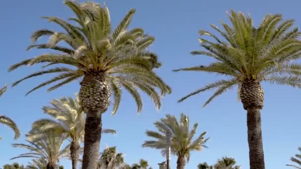 Kokospalmen an der Küste knickten um, weil starker Wind durch das Meer wehte — Stockvideo