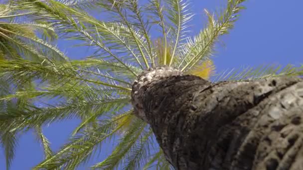 Χαμηλή γωνία βολή από φοινικόδεντρα που φυσάει στον άνεμο — Αρχείο Βίντεο