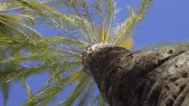 Plan à angle bas du palmier soufflant dans le vent — Video