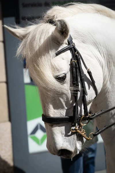 Beautiful white arabian stallion, close up view — Stock Photo, Image
