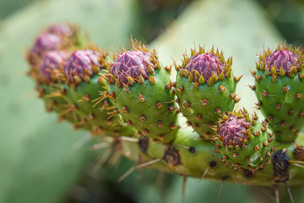 Cactus de pera espinosa de cerca con fruta en color rojo, espinas de cactus . — Foto de Stock