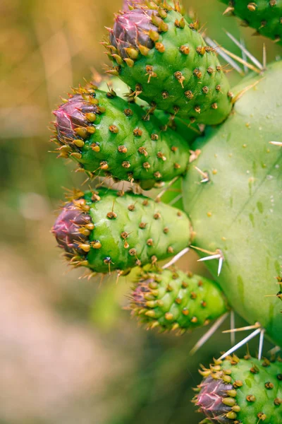 Prickly pear cactus close up with fruit in red color, cactus spines. — Stock Photo, Image