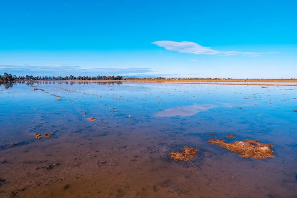 Campo di riso verde acqua e arancio nel delta dell'Ebro, Spagna. Blu cielo riflesso acqua — Foto Stock