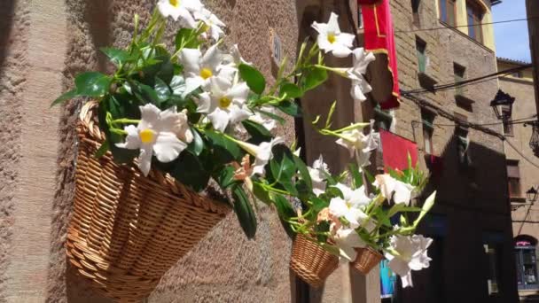 Blumentöpfe und Blumen an einer weißen Wand, alte europäische Stadt — Stockvideo