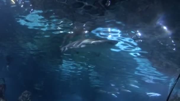 砂虎サメ Carcharias トーラス、危険な魚の特別なタンクでフローティング. — ストック動画
