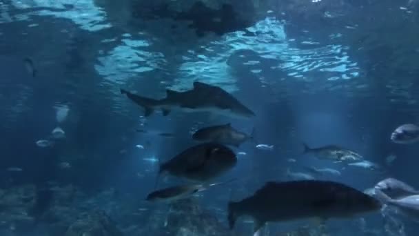 Rayo, tiburón y varios otros peces en el acuario de Barcelona, España — Vídeo de stock