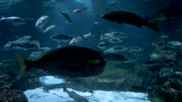 Rayo, tiburón y varios otros peces en el acuario de Barcelona, España — Vídeos de Stock