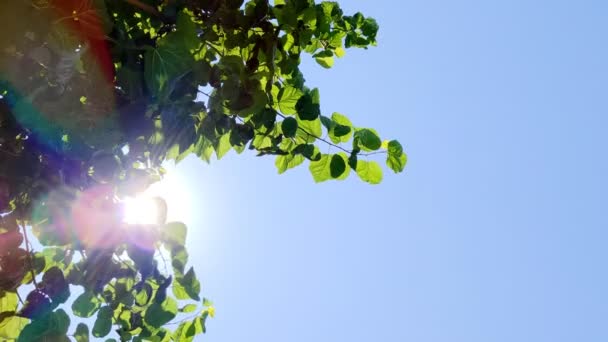 Grüne Blätter der weißen Maulbeere gegen blauen Himmel — Stockvideo