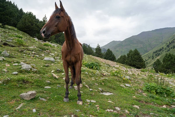 Beautiful brown arabian horse grazing on high mountain — Stock Photo, Image