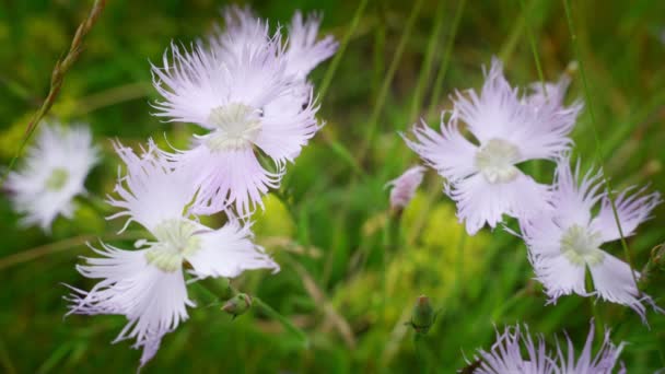 ピレネー山脈の縁取りピンクまたはディアンサスモンスペスラヌスの花 — ストック動画