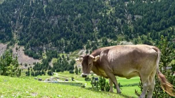 Корова ест траву на склоне горы. Валь-де-Нурия, Каталония, Испания . — стоковое видео