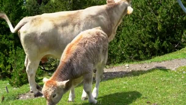 İnek ve buzağı dağ yamacında ot yiyorlar. Vall de Nuria, Katalan Pireneleri, İspanya. — Stok video