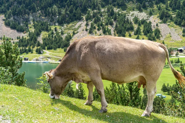 Vache mangeant de l'herbe sur un flanc de montagne. Vall de Nuria, Pyrénées catalanes, Espagne . — Photo