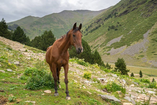 Beautiful brown arabian horse grazing on high mountain — Stock Photo, Image