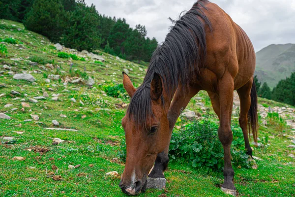 Beau cheval brun arabique broutant sur la haute montagne — Photo