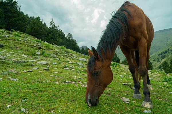 Beau cheval brun arabique broutant sur la haute montagne — Photo