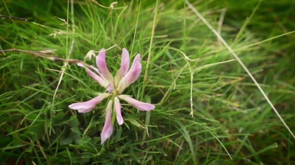 スペインピレネー山脈の高山クローバーまたはトリフォリウムアルピナムからのピンクの花 — ストック動画