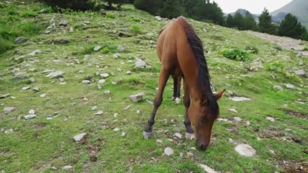 Bellissimo cavallo arabo marrone al pascolo in alta montagna — Video Stock