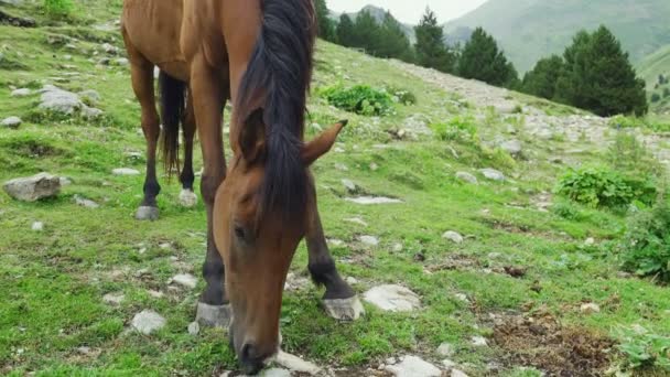 Beautiful brown arabian horse grazing on high mountain — Stock Video