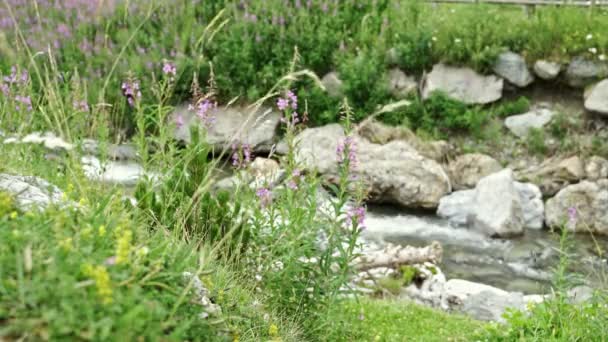 Ruscello d'acqua di alta montagna nei Pirenei spagnoli . — Video Stock