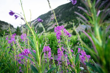 Willowherb ya da çiçek açan sally. Pireneler dağlarında Botanik adı Epilobium Angustifolium