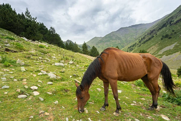 Beau cheval brun arabique broutant sur la haute montagne — Photo