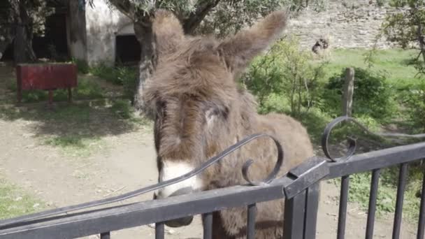 Bonito burro marrón detrás de una cerca de hierro . — Vídeos de Stock