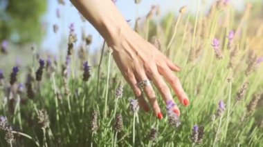 Kadının eli hafifçe lavanta çiçeklerini tutuyor yaz günbatımında yavaş çekim geri kayıyor.