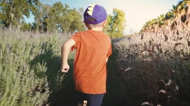 Criança correndo através de um campo de lavanda visto por trás — Vídeo de Stock