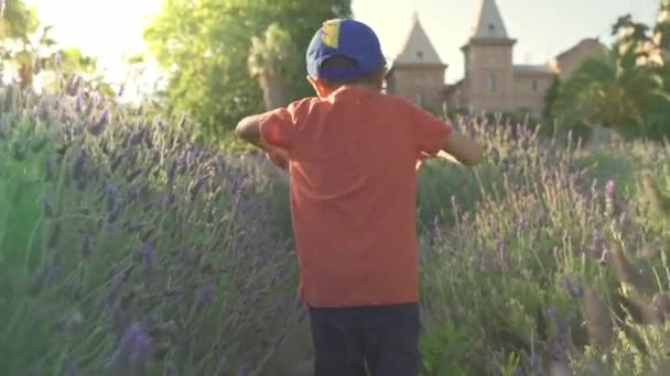 Een gelukkige jongen rent langs een lavendelveld van achteren gezien — Stockvideo