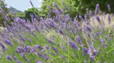 Lavanta çiçeği tarlasının arka planını kapatın. Çiçeklenmenin arka planlarını kapat