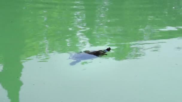 Amarelo-barriga deslizante Turtle natação e mergulho — Vídeo de Stock