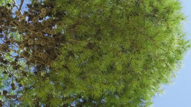 Italiaanse steendennen, Pinus pinea, van onderen — Stockvideo