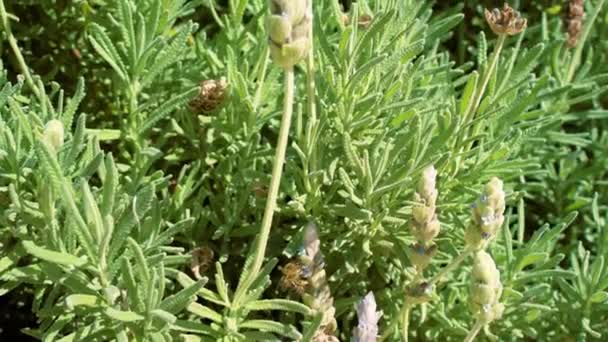 Бджола запилює трав'яні квіти лаванди в полі — стокове відео