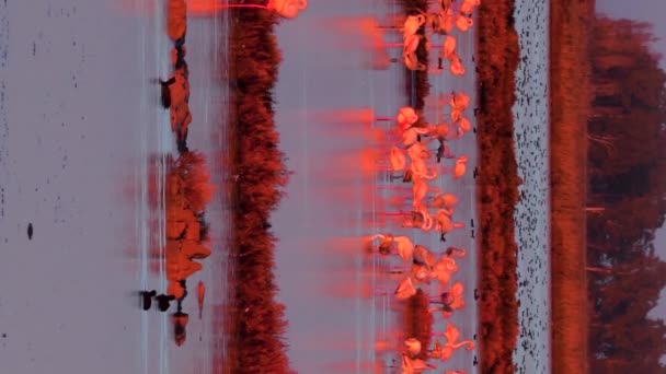 Вертикальное видео большой группы фламинго в природном парке Дельта Эбро. — стоковое видео