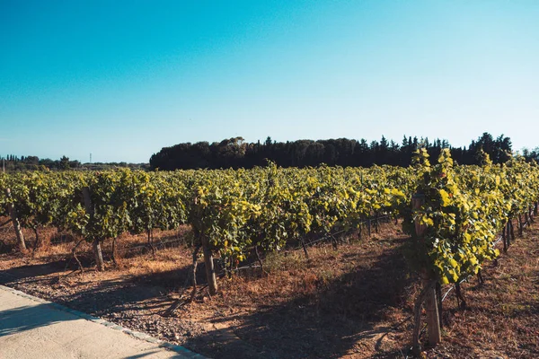 En vacker utsikt över en vingård, teal och orange stil — Stockfoto